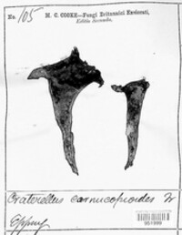 Craterellus cornucopioides image